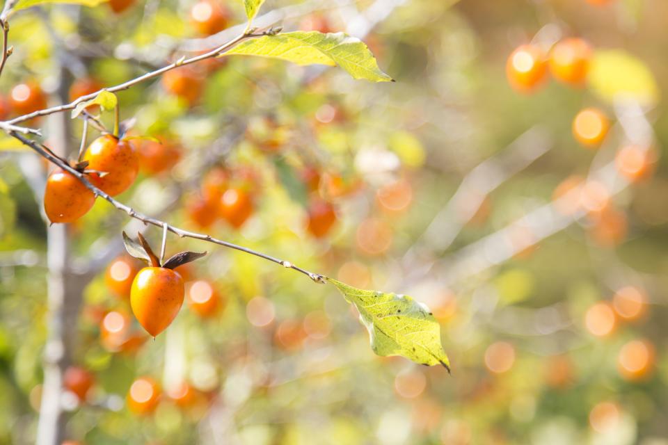 Persimmon Tree