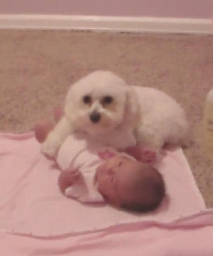 WATCH: Miniature Poodle fiercely protects baby sister from big bad scary noise