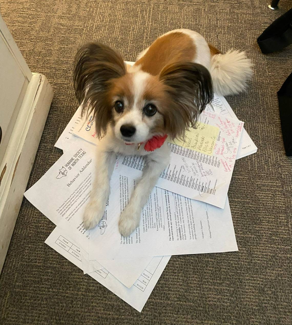Mazie, 13, helps out in her mom’s office at the Humane Society of North Texas. Cassie Davidson said the old girl was one of her first adoption at the shelter.