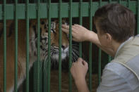 Natalia Popova, 50, pets a tiger at her animal shelter in Kyiv region, Ukraine, Thursday, Aug. 4, 2022. Popova, in cooperation with the animal protection organisation UA Animals, has already saved more than 300 animals from the war, 200 of them were sent abroad, and 100 found a home in most western regions of Ukraine, which are considered to be safer. (AP Photo/Efrem Lukatsky)