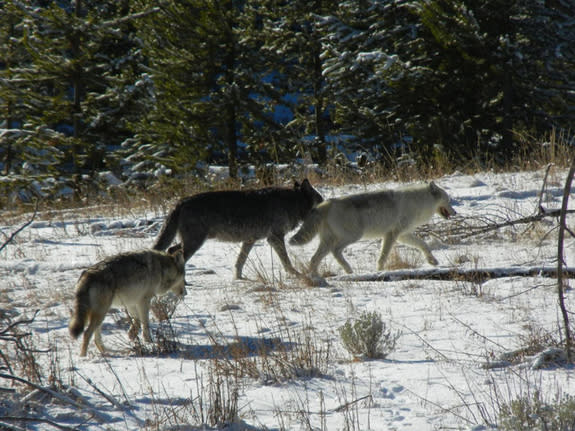 Wolves in Yellowstone National Park in November, 2013. Under the Montana's proposed rule amendments, if any of these wolves traveled across the invisible boundary of the park onto nearby private land, and the landowner thought they posed even a