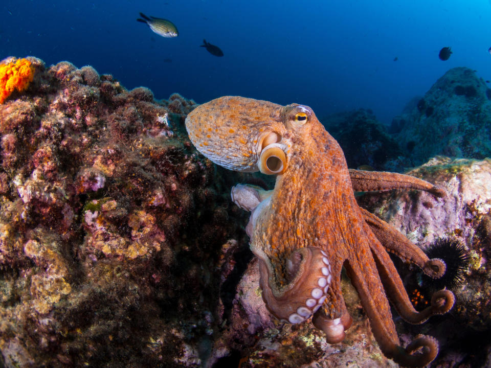 GettyImages 1182219843 The Ocean Animal That Captures Each Zodiac Signs Energy & Personality