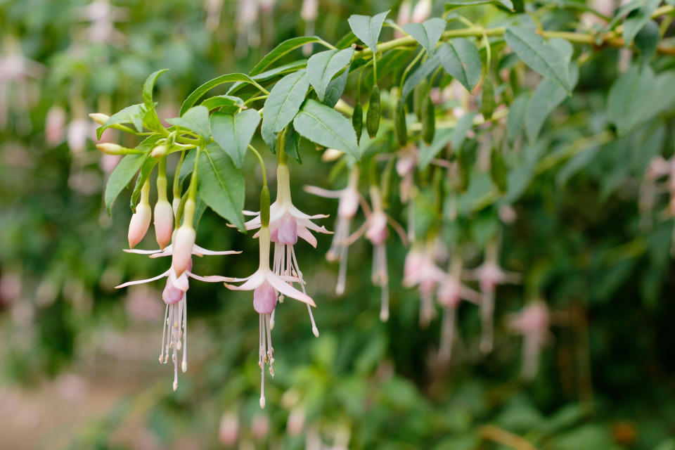 white fuchsia flowers