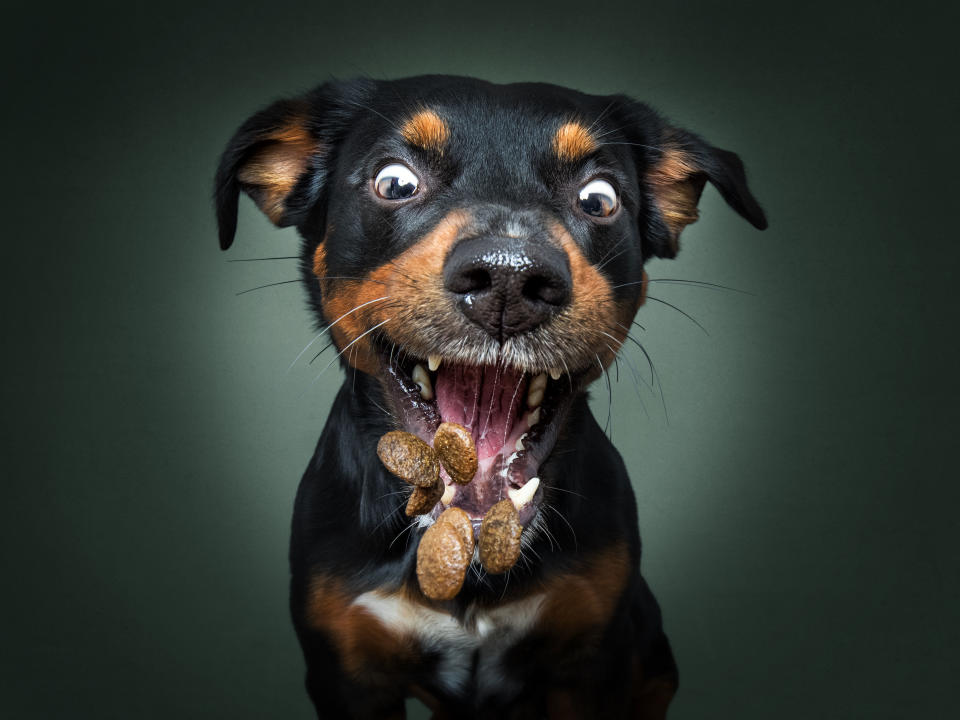 Hilarious photos of dogs trying to catch treats