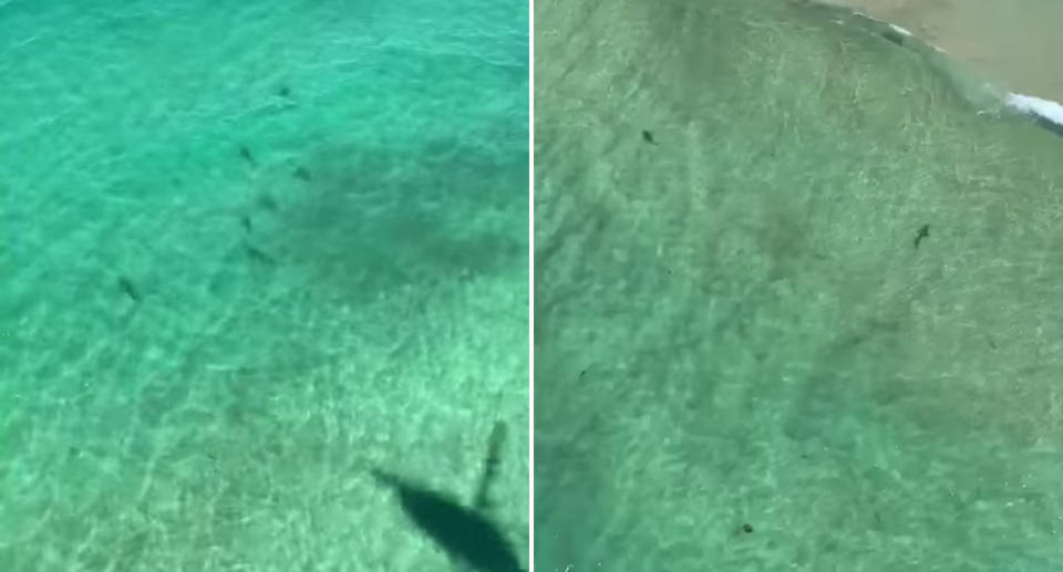 Sharks spotted in the NSW south coast waters by the Westpac Rescue Helicopter.