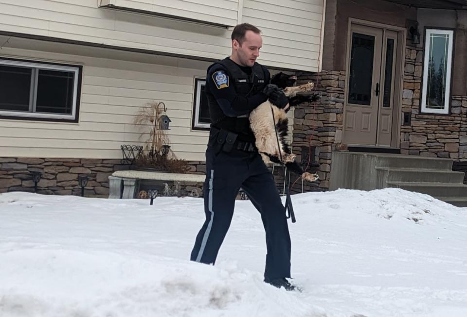 An animal control officer carries a live goat out of a residential garage in north-central  Edmonton in February 2023. Officials were called after several goats were running around a back alley after escaping from the garage where animals were being butchered. 