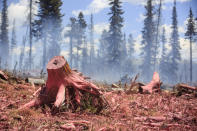 <p>Tree stumps and other logs are covered in flame retardant materials dropped in by aircraft at the Buffalo Fire site Wednesday, June 13, 2018 near Silverthorne, Colo. (Photo: Hugh Carey/Summit Daily News via AP) </p>