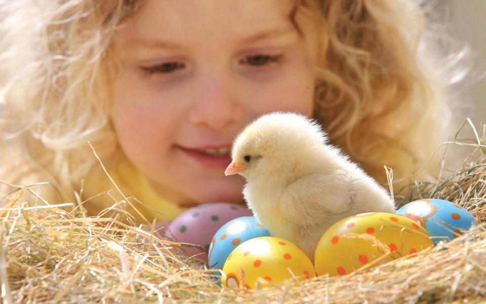 There are plenty of furry friends to meet at The Big Sheep park