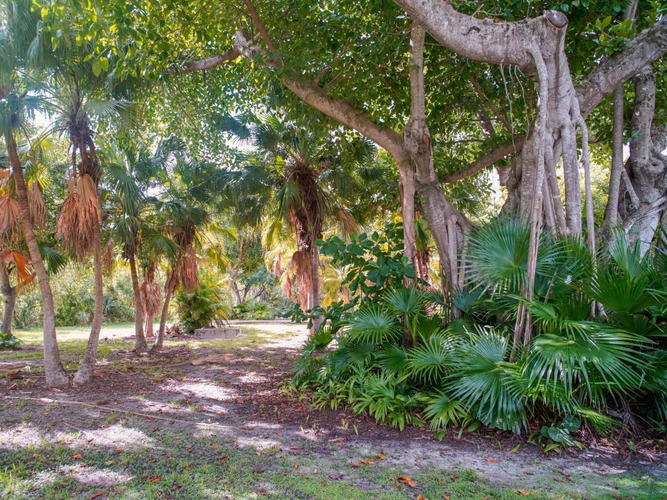 trees in the zoo ruins