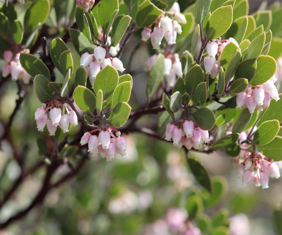 flowers on a Manzanita tree