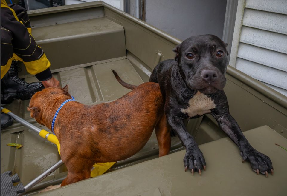 In a flooded house, American Humane found six pit bulls and two puppies, including one floating on a deceased dog. (Photo: Kenn Bell for American Humane and Code 3 Associates)