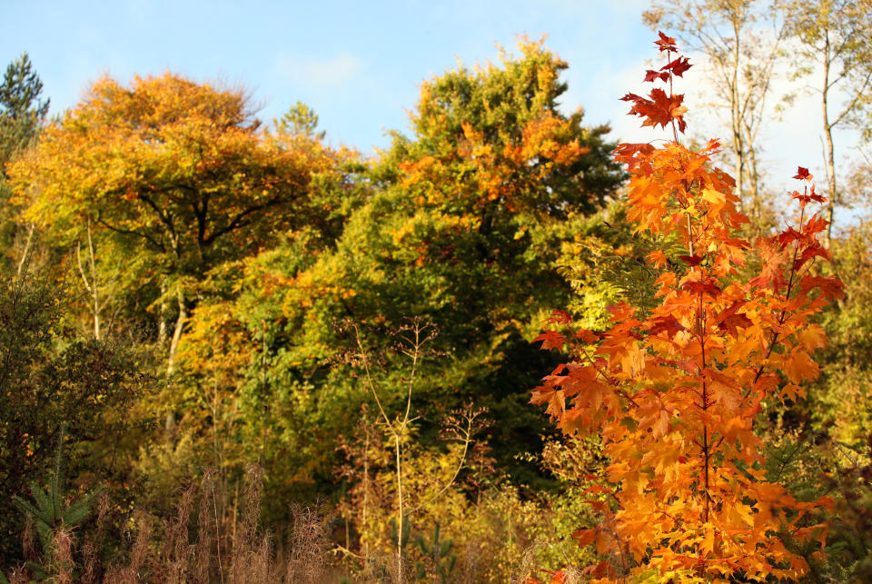 Trees display all the autumn colours in Wendover Woods. (Getty Images)  