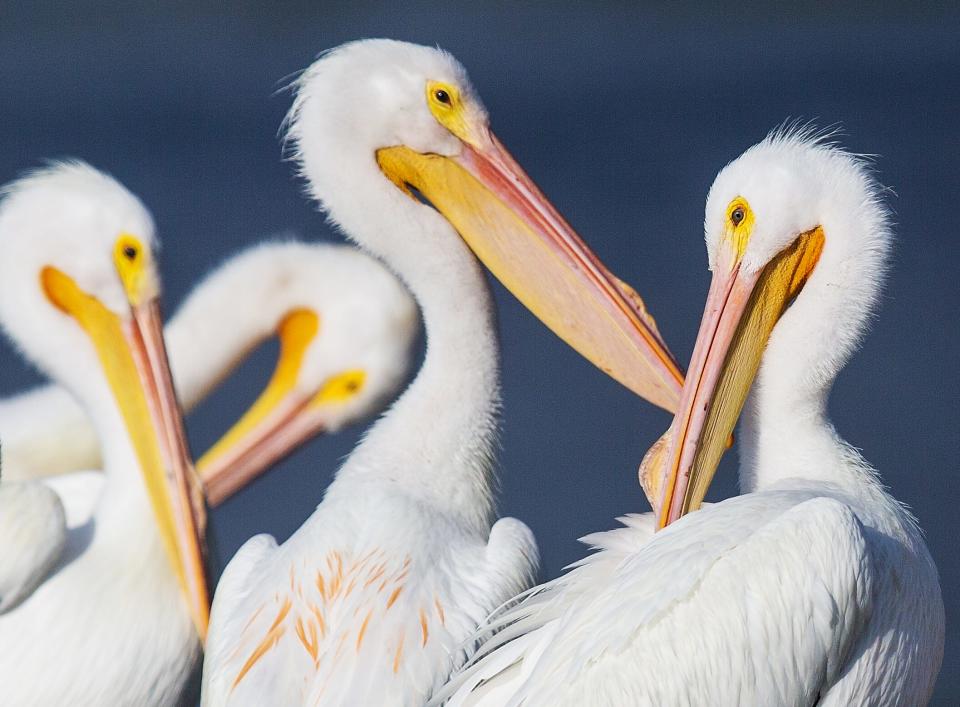 American white pelicans preen at Getaway Marina on Fort Myers Beach on Wdnesday, February 24, 2021. The large birds are seasonal residents who fly in large flocks to Southwest Florida among other areas throughout Florida and the gulf coast states and south.  They will soon migrate north back to their breeding grounds. 