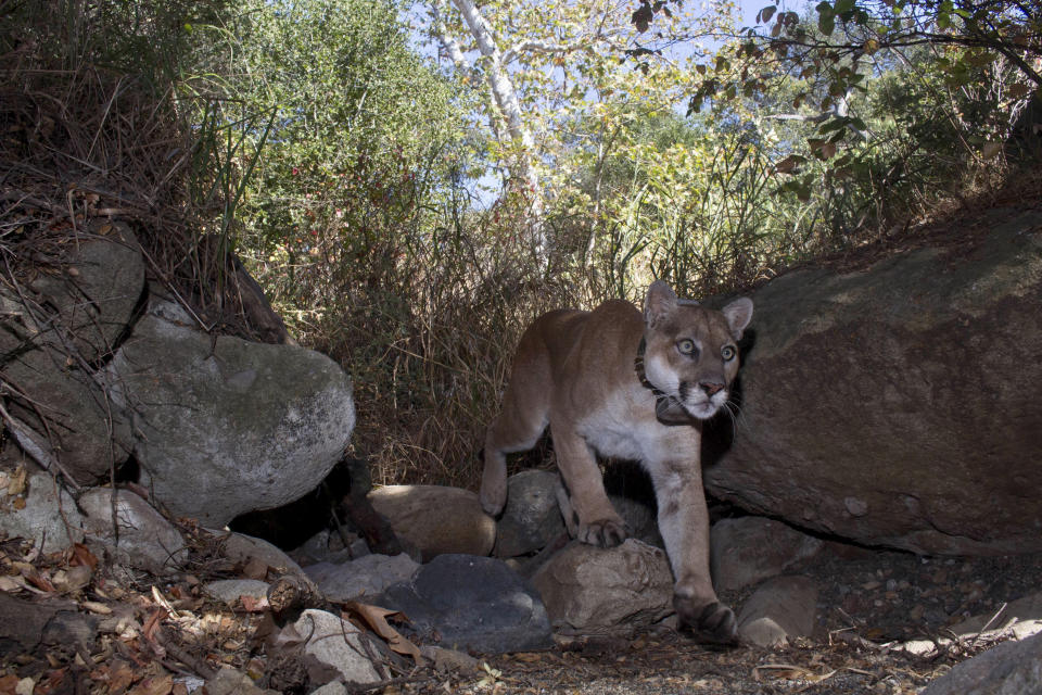 This Aug. 2017, photo provided by Miguel Ordeñana shows a mountain lion known as P-22, photographed in Los Angeles. The popular puma gained fame as P-22 and shone a spotlight on the troubled population of California's endangered mountain lions and their decreasing genetic diversity. But it's the big cat's death — and whether to return his remains to ancestral tribal lands where he spent his life — that could posthumously give his story new life. (Miguel Ordeñana via AP)