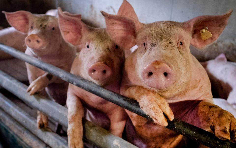 Experts fear the virus could jump from pigs to humans - AP