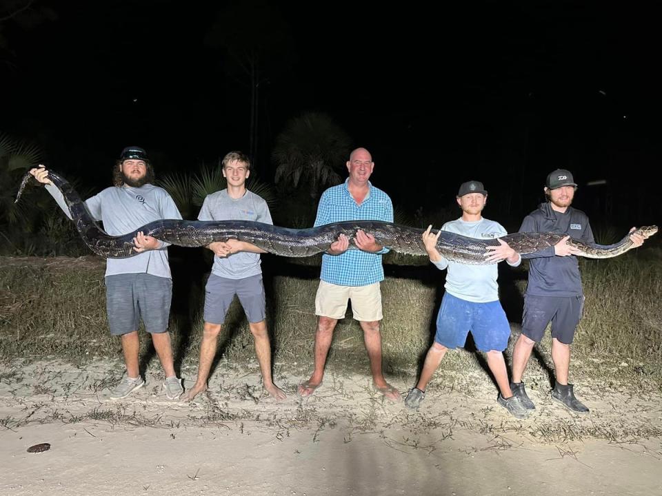 The snake weighed in at 198 pounds and measured 17 feet long (Mike Elfenbein/Facebook)