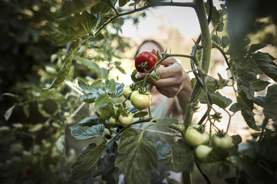 person picking a tomato in their vegetable garden