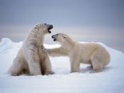 A female polar bear rejects the advances of a male in Svalbard. Their stark white coats provide camouflage in surrounding snow and ice. Under the fur is black skin—the better to soak in the sun's warming rays.