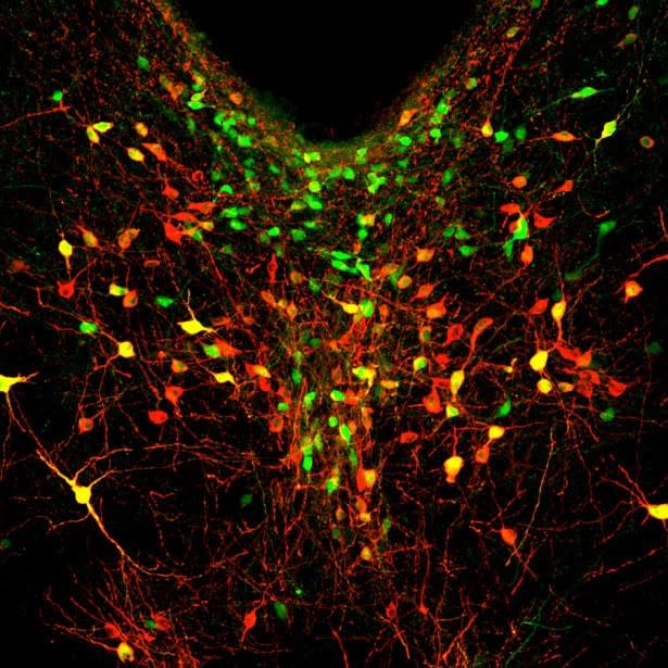 A subset of neurons (shown in red, green and yellow) in a brain region known as the dorsal raphe nucleus produce a chemical messenger called dopamine. Scientists think these neurons motivate isolated mice to spend time with others. (Gillian Matthews / <em>Quanta</em>)