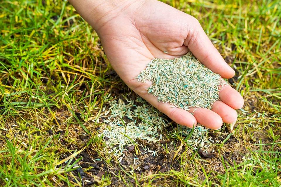 Person holding a handful of grass seed over grass lawn