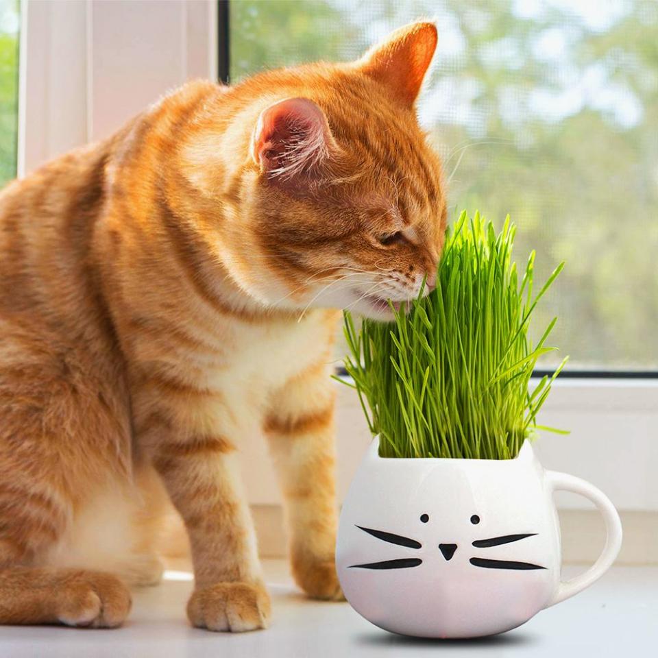 <p><a href="https://go.redirectingat.com?id=74968X1596630&url=https%3A%2F%2Fwww.chewy.com%2Fcat-ladies-organic-pet-grass-kit%2Fdp%2F157847&sref=https%3A%2F%2Fwww.bestproducts.com%2Flifestyle%2Fpets%2Fg2341%2Fcat-lover-gifts-for-people-who-love-cats%2F" rel="nofollow noopener" target="_blank" data-ylk="slk:Shop Now;elm:context_link;itc:0;sec:content-canvas" class="link ">Shop Now</a></p><p>Organic Pet Grass Kit </p><p>chewy.com</p><p>$19.94</p>