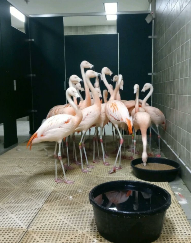 Flamingos Sunken Gardens, a botanic park in St. Petersburg, hunker down inside a bathroom at the facility on Sept. 28, 2022 as Hurricane Ian makes landfall.