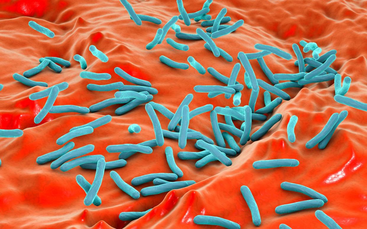 Tuberculosis bacteria