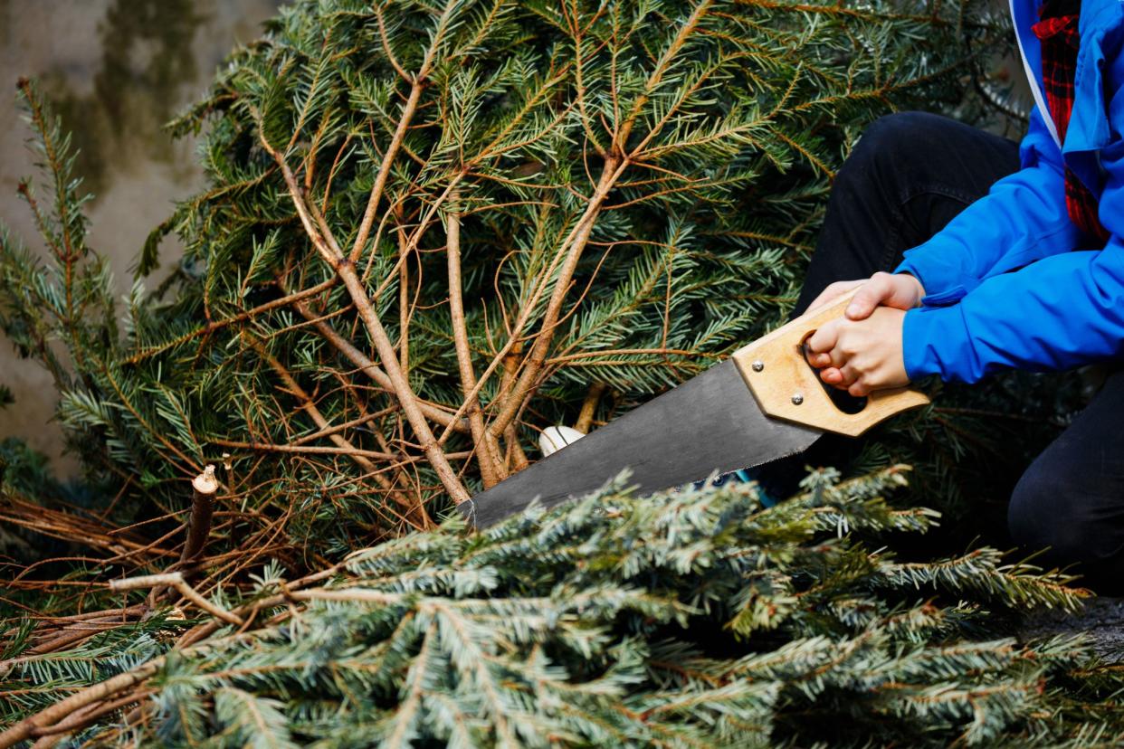 Boy holding a saw near cutting down Christmas tree view with branches and trunk ready for celebrations