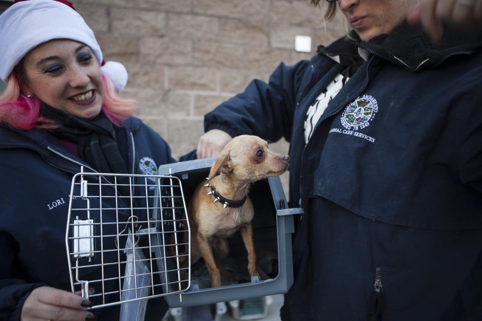 Front Street Animal Shelter's Rhoades and Channell prepare a dogs for a flight in Sacramento