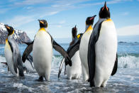 Group of king penguins walking out of the water in Fortuna Bay, South Georgia. (Photo and caption Courtesy Cedric Favero / National Geographic Your Shot) <br> <br> <a href="http://ngm.nationalgeographic.com/your-shot/weekly-wrapper" rel="nofollow noopener" target="_blank" data-ylk="slk:Click here" class="link ">Click here</a> for more photos from National Geographic Your Shot.