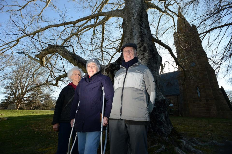 Mary Anne Mann, left, Peg Nicholson, church senior warden, and Charles K. Mann stand under the canopy of an old beech tree beside the Church of the Messiah in Woods Hole. The venerable old tree has to be taken down because it has beech leaf disease.
