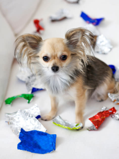 Bad doggy! Keep your dogs -- and cats -- away from holiday treats.