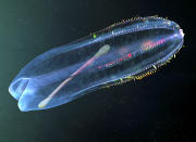 <p>A cotton swab is seen inside a comb jelly. This transparent animal, a planktonic predator, feeds mostly on other comb jellies that are pulled into its large mouth and swallowed whole. (Photo: Paulo Di Oliviera/ARDEA/Caters News) </p>