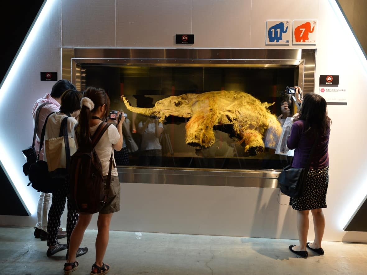 People take photos of the frozen carcass of a 39,000-year-old female woolly mammoth from the Siberian permafrost, displayed at an exhibition in Yokohama, Japan, in July 2013. Scientists say thawing permafrost will reveal more creatures, but it will also release tonnes of greenhouse gases, accelerating climate change. (Kazuhiro Nogi/AFP/Getty Images - image credit)