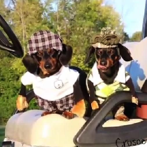 Source: Youtube/Crusoe the Celebrity Dachshund