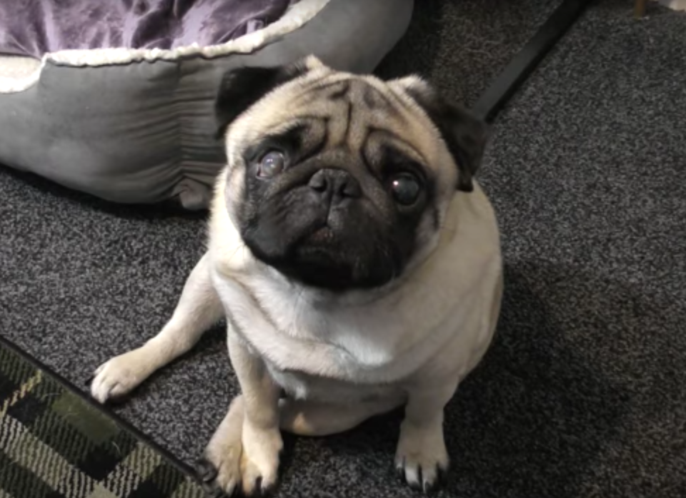 <em>Pug – Mark Meechan was found guilty of an offence contrary to the Communications Act after teaching his girlfriend’s pug to do a Nazi salute (Pictures: YouTube/Count Dankula)</em>
