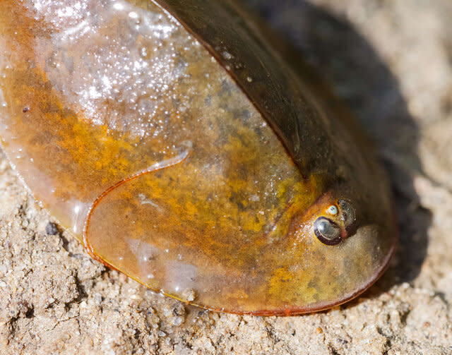 Tadpole shrimp