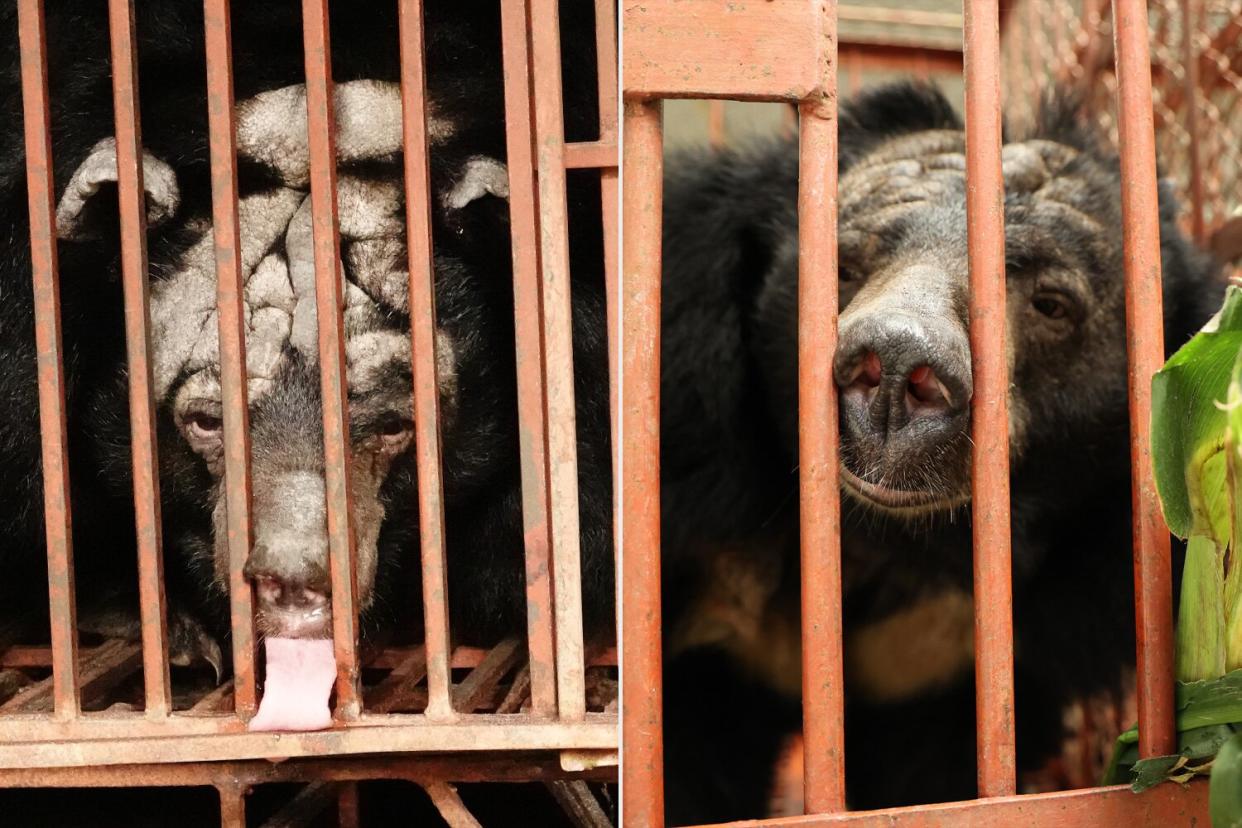 Bears Rescued from Bile Farm