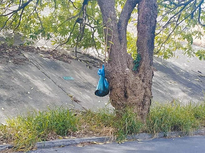 寒流來襲「死貓吊樹頭」增多，雲林縣北港鎮公所將加強宣導取締。（張朝欣攝）