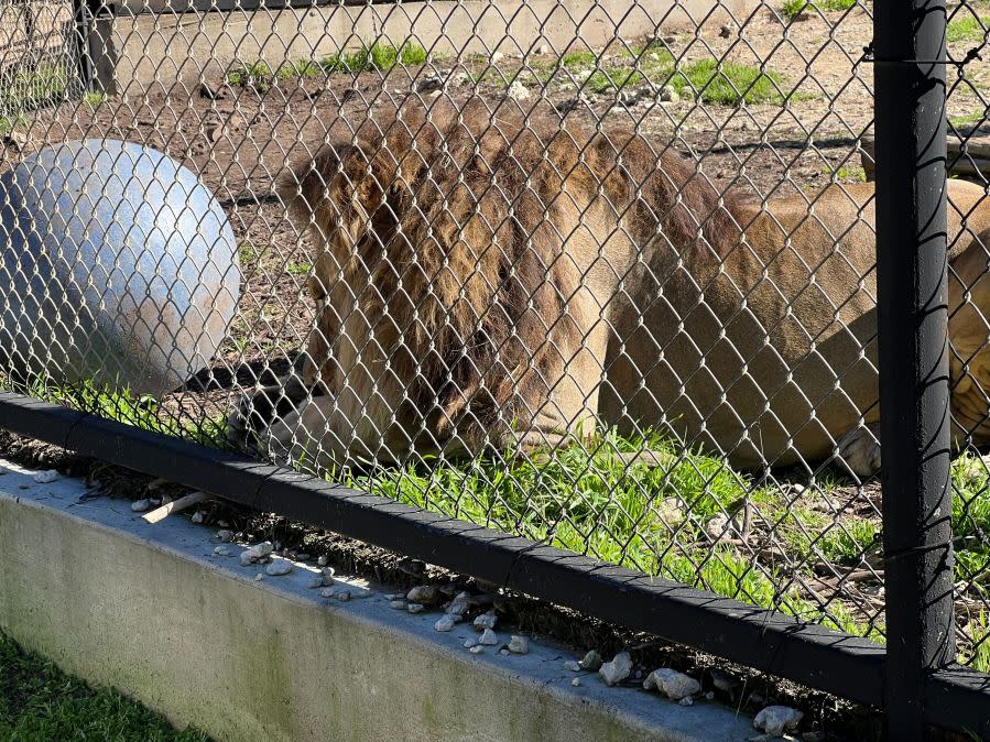 Austin Zoo celebrates lions Sango and Jelani’s 10th birthday (KXAN Photo/Todd Bailey)