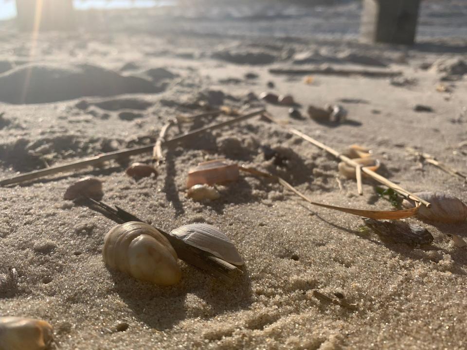 Shells and other debris along the wrack line at Delaware Seashore State Park March 10.