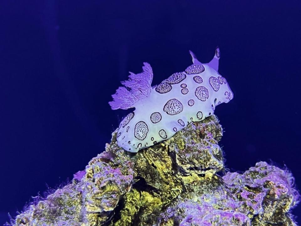 遠雄海洋公園探島水族館特展缸內俗名小白兔的碎毛盤海蛞蝓的海蛞蝓。(遠雄海洋公園提供)