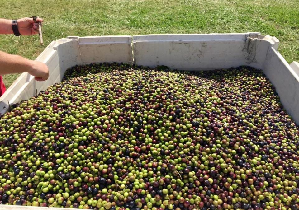 New Era Farms olives from the first year harvest in 2016.