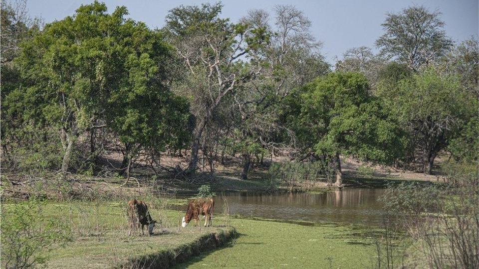 El Gran Chaco