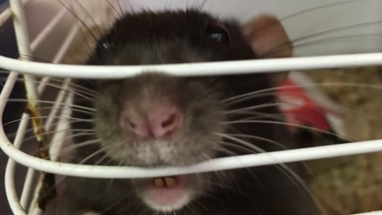 A bargain on rats: SPCA in Moncton seeks good homes for rodents