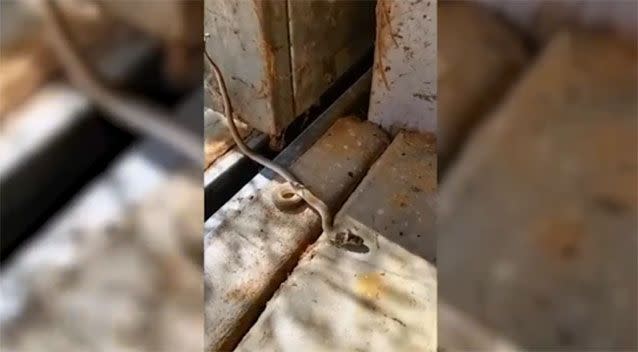 NSW farmer finds victorious daddy-long-legs killing brown snake