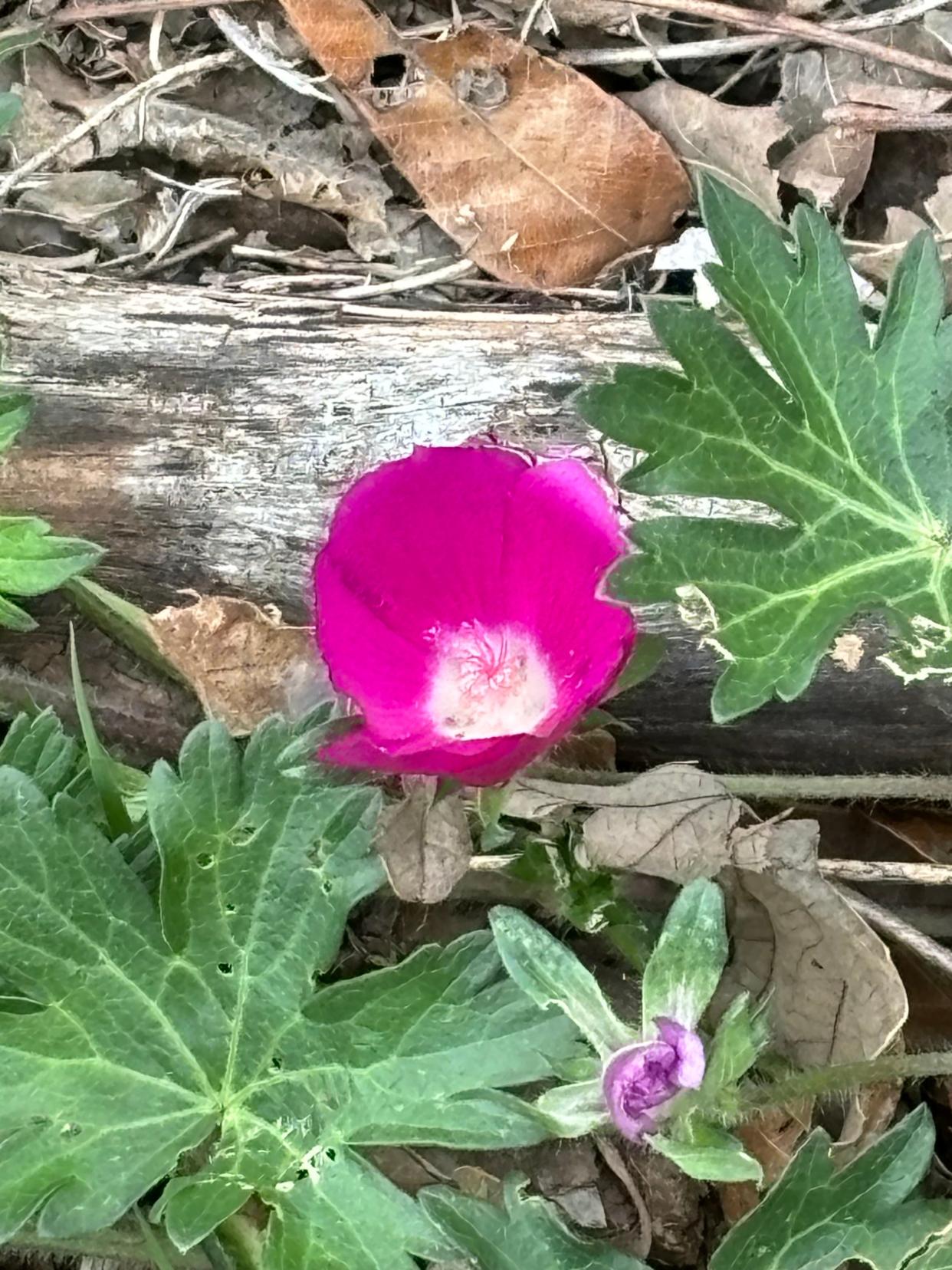 The wine cup wildflower has blossoms that are a brilliant color of scarlet.