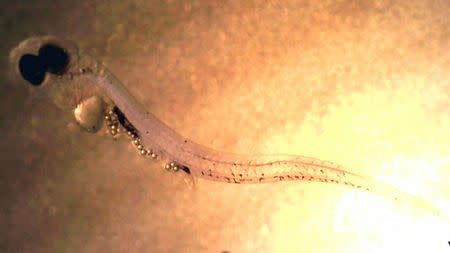 Larval perch that has ingested microplastic particles in this undated photo. Courtesy of Oona Lonnstedt/eurekalet.org/Handout via REUTERS