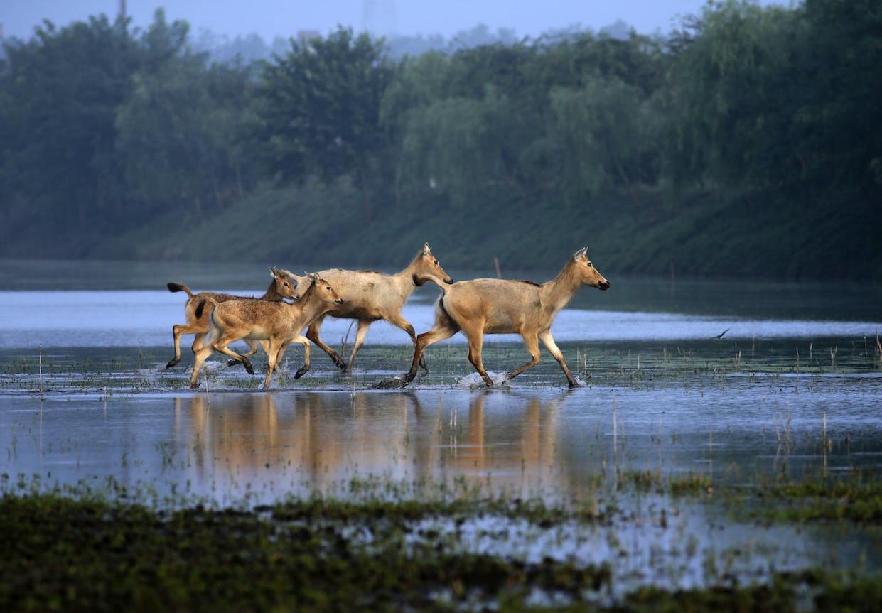 Four Père David's deer (_Elaphurus davidianus_), also known as milu deer, on a wetland near the Dafeng Milu National Nature Reserve in Jiangsu Province, China. <a href="https://www.gettyimages.com/detail/news-photo/herd-of-milu-deer-are-seen-on-a-wetland-near-the-dafeng-news-photo/1269804369" rel="nofollow noopener" target="_blank" data-ylk="slk:He Jinghua/VCG via Getty Images;elm:context_link;itc:0;sec:content-canvas" class="link ">He Jinghua/VCG via Getty Images</a>