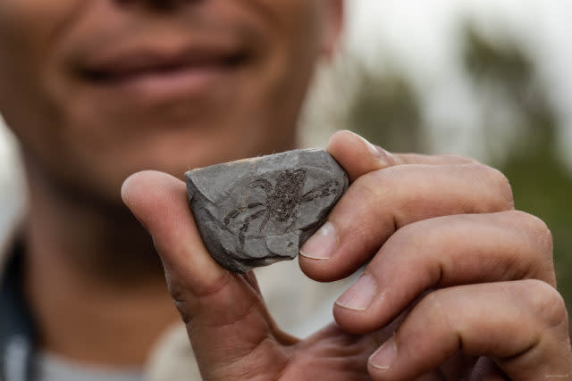 Fossil of Callichimaera perplexa embedded in stone (Daniel Ocampo R, Vencejo Films/PA)